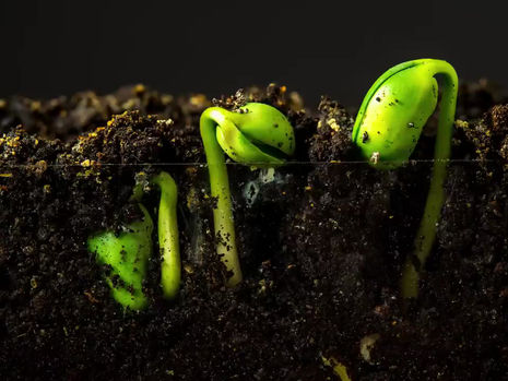 Why The U.S. Is Now Obsessed With Soybeans