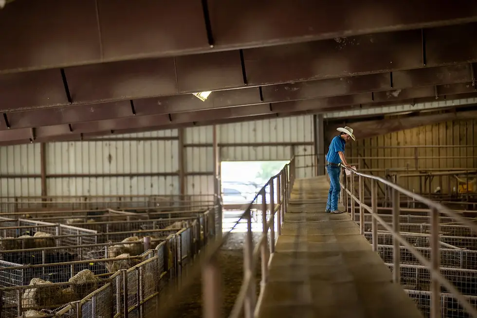A cattle auction in Texas in 2023, when ranchers were culling herds because of drought.Credit...Brandon Bell/Getty Images