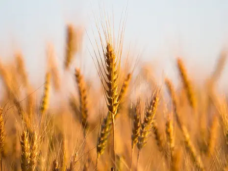 Making Regenerative Agriculture Profitable for US Farmers