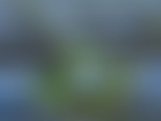 Strawberry Case Study: What if Farmers Had to Pay for Water?