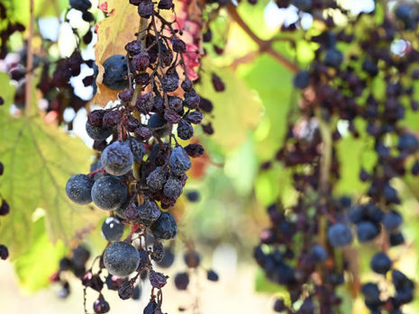 France has too much wine. It’s paying millions to destroy the leftovers.