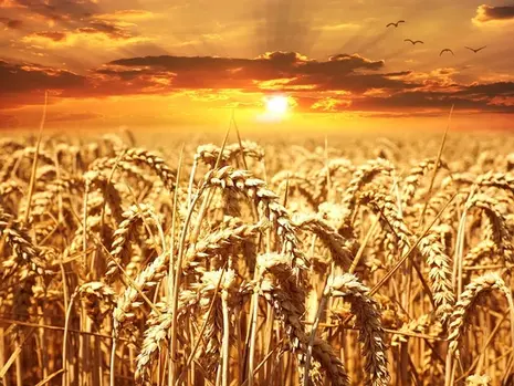 Cibus Announces Breakthrough in Wheat Regeneration From Single Cells