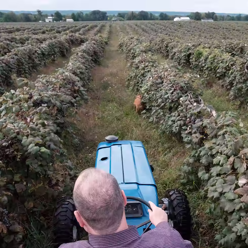‘Dying on the vine’: How a farmer ended up with 1,600 tons of unwanted grapes