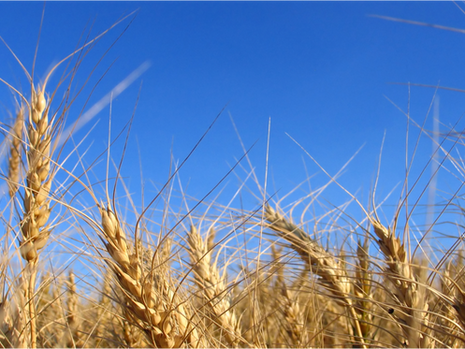 GETTING PAID FOR CARBON – A FARMERS PERSPECTIVE