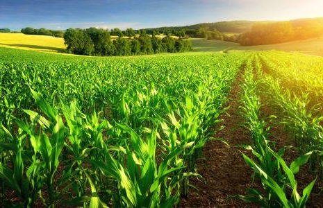 Argonne’s pivotal research discovers practices, technologies key to sustainable farming