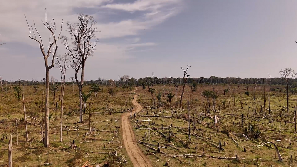 An area near the Brazil Potash mining site, but not owned by the company, that was illegally deforested.