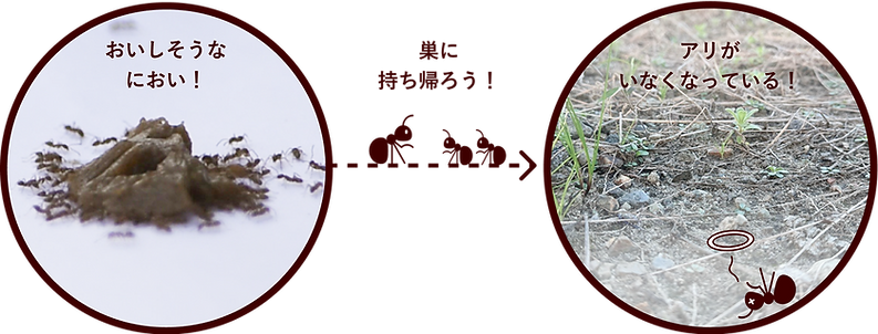 ベイト剤の必要な要素