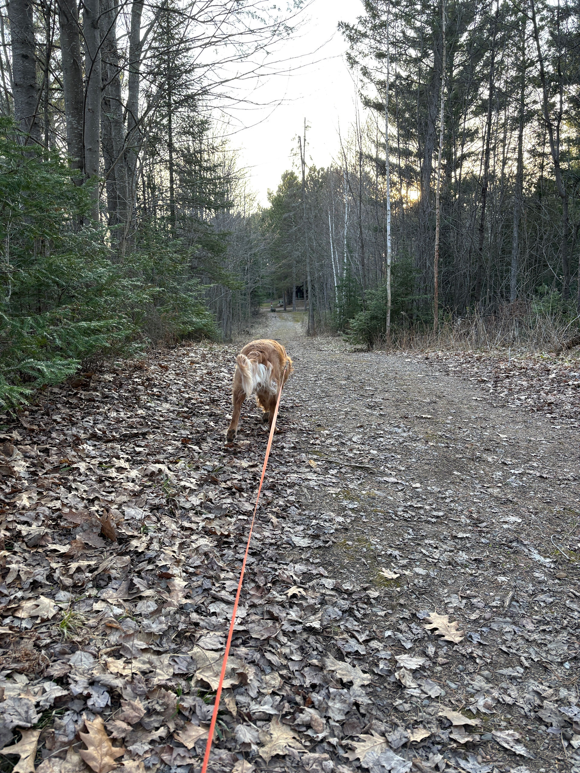 Fred Smith's Wisconsin Concrete Park, outside Phillips, WI. Hiking trail with dog on a leash.