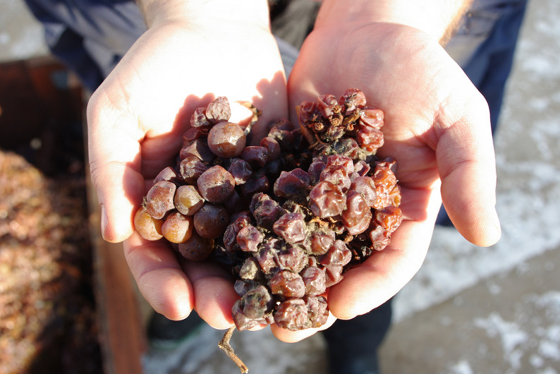 Shrivelled grapes from a cluster infected with Botrytis cinerea.