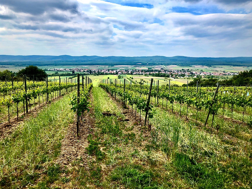 Kalk & Kreide image of vines growing at the highest point of Ried Goldberg. Schützen, Burgenland