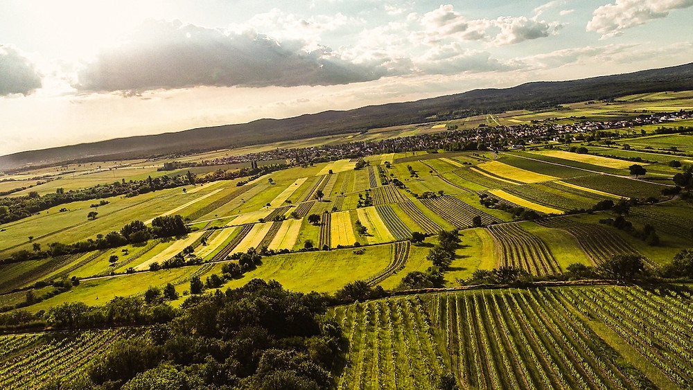 Kalk & Kreide image of vineyards descending from Ried Goldberg down to the plain towards Schützen.