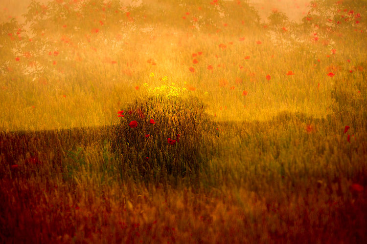 Francis Granet 03.jpg