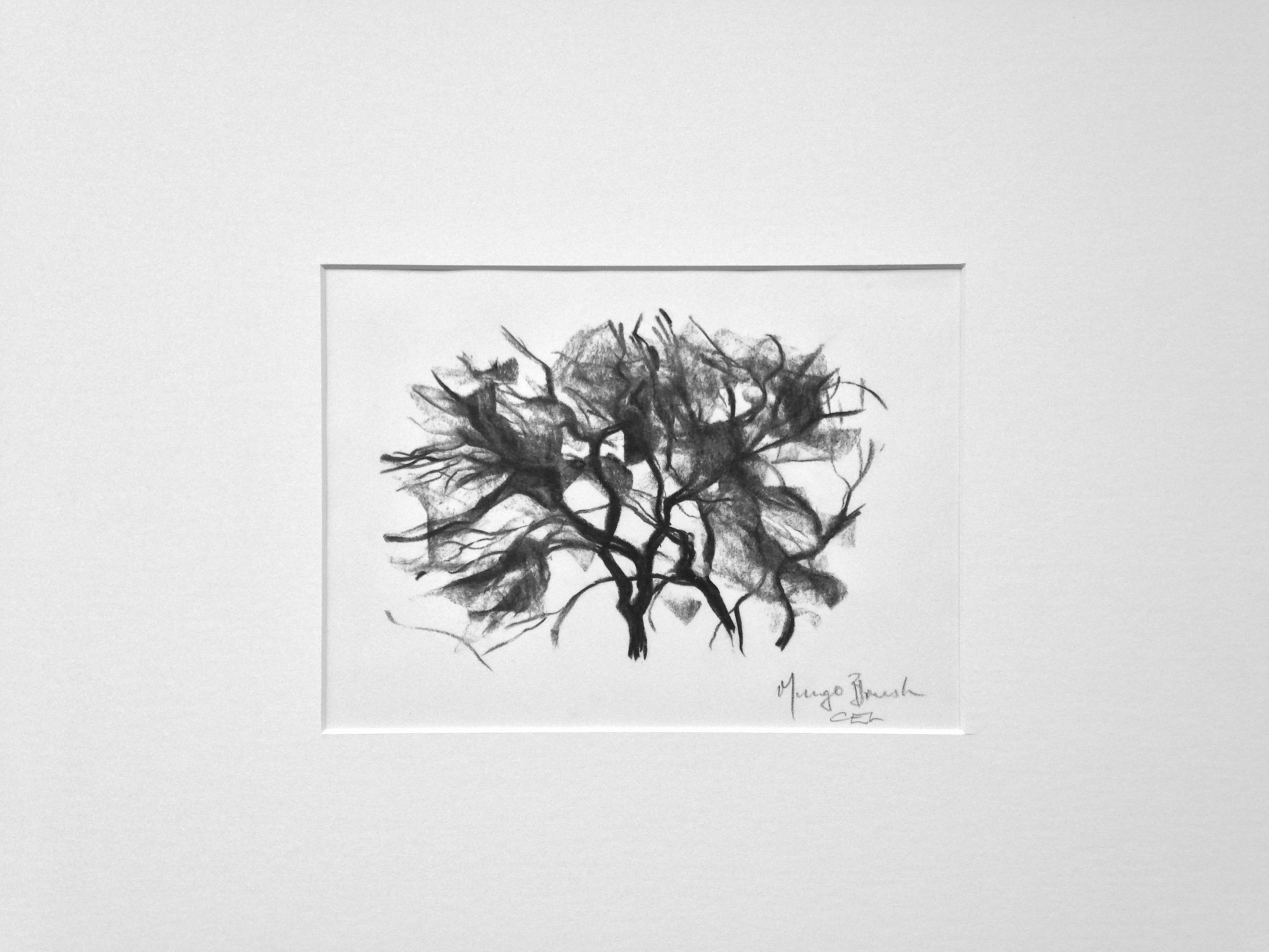'Mungo Brush' (Tree meditations)