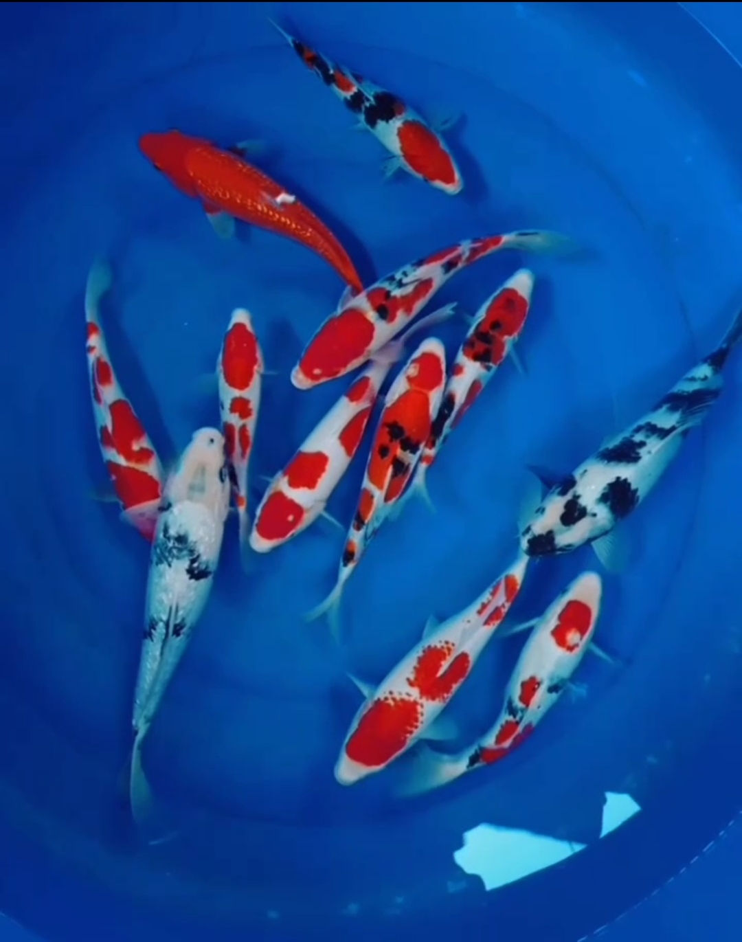 Kohaku-Sanke-Shiro-Benigoi