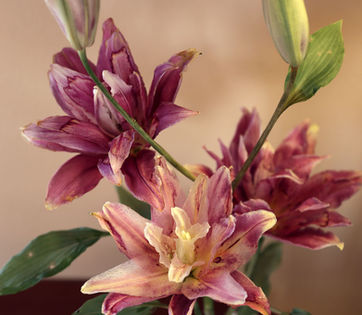 Bloom for prosperity