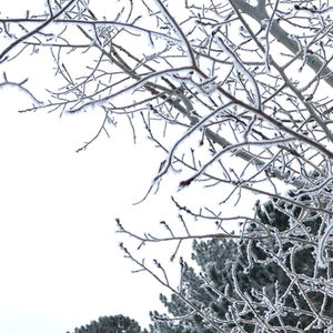 Winter Wonderland