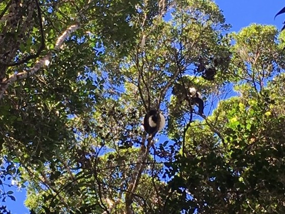 Varecia mating in the treetops