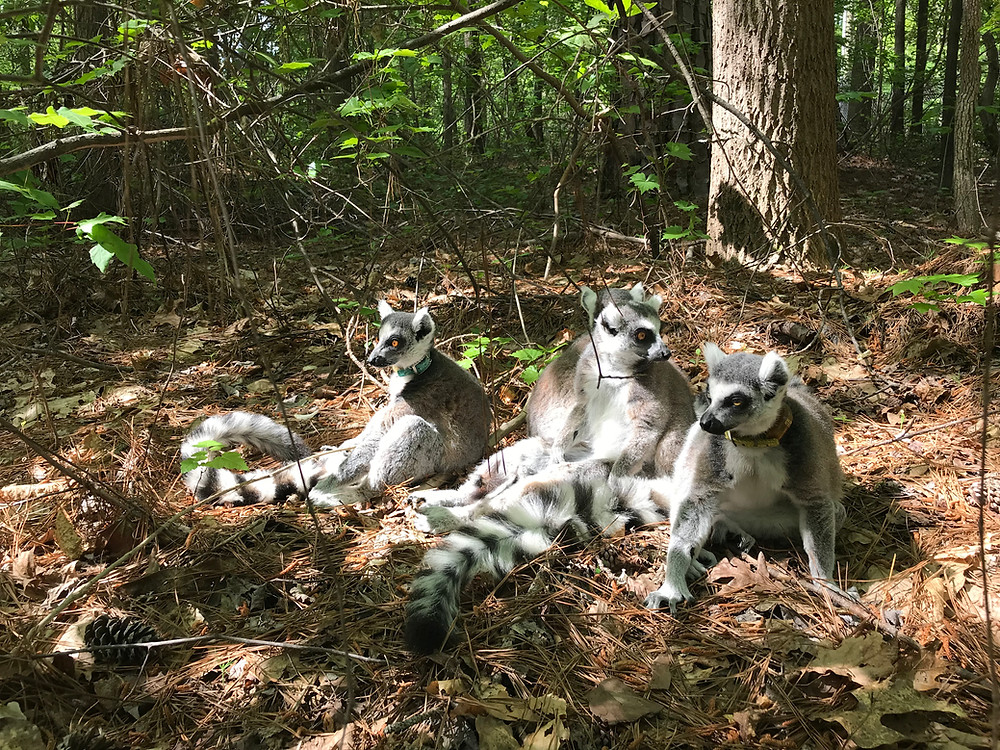 Ring-tailed lemurs sun bathing in one of DLC's outdoor enclosures