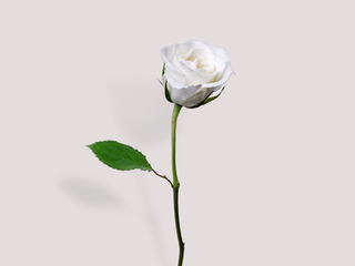 Encarando o processo de perda e luto