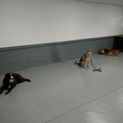 18194030_1632327156797457_3070060759757291020_n