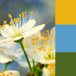 White flowers with yellow stamens against a blurred blue background, accompanied by a color palette of cream, gold, blue, green, and brown.