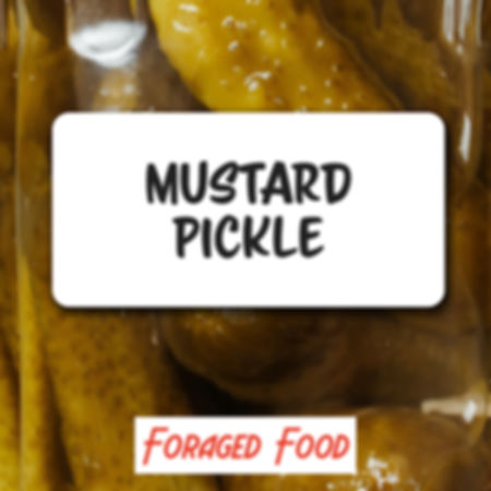 Jar of pickles with a label that says Mustard Pickle, Foraged Food.