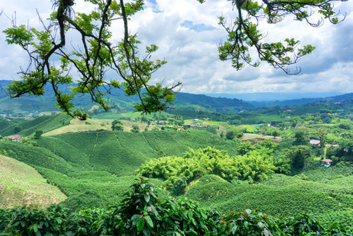 coffee-landscape-in-colombia-2021-08-26-22-29-39-utc.jpg