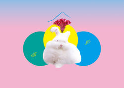 ルウボダラサうさぎ