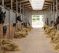 stable adobe.jpeg