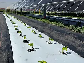 solar farm.webp