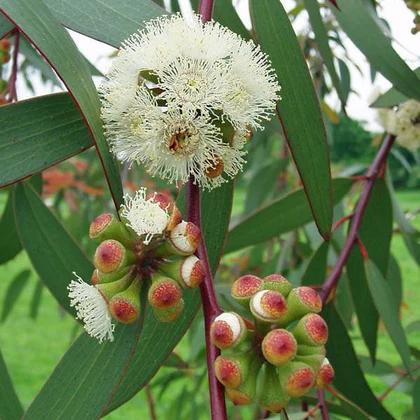 nurserylive-eucalyptus-tree-nilgiri-tree-plant_420x.webp