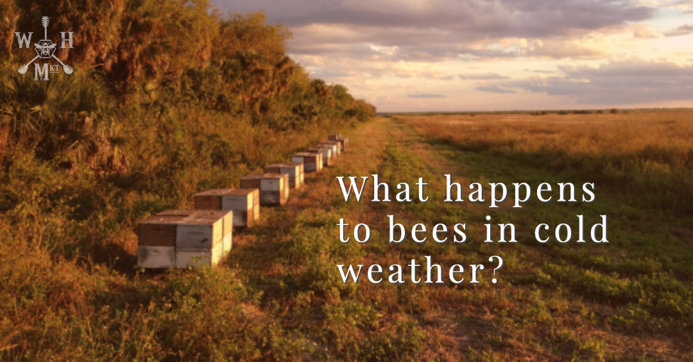 What happens to bees in cold weather?
