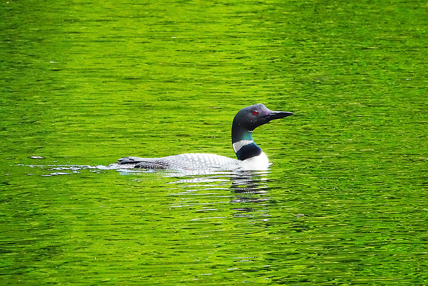 オンタリオの州鳥 ルーン アビ