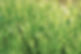Herbe-et-gouttes-d_eau---2_edited.jpg