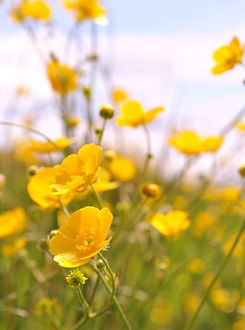 buttercups portrait orientation.jpg