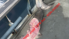 Shark Nets Don’t Protect - They Attract