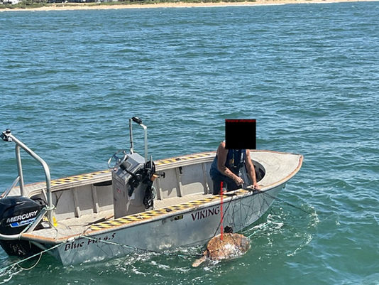 New Imagery from NSW’s Shark Cull is a Clear Display of the Ongoing Incompetence and Carnage