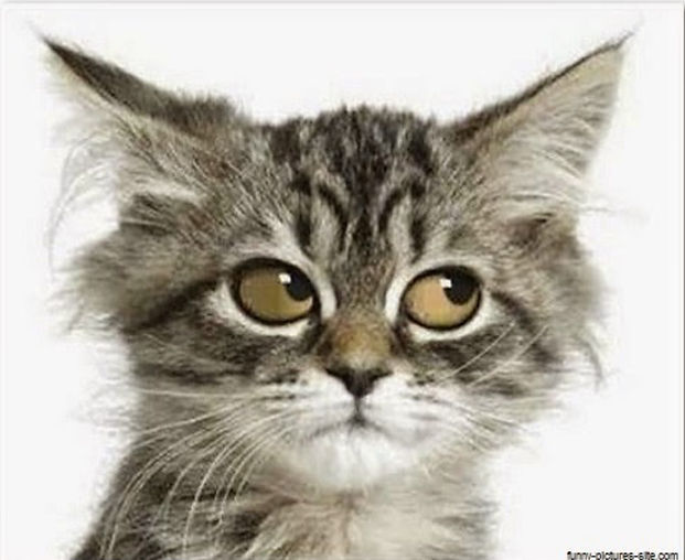 Fichier 03-01-2017 00 54 17.jpeg