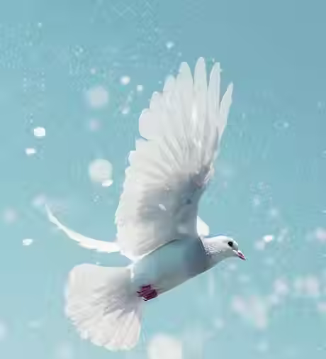 white-dove-flying-sky-sky-background-ai-generated-art_848850-9600.avif