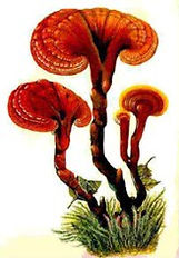 Ancient icon of ganoderma