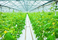 32306213-growing-of-cucumber-in-greenhou