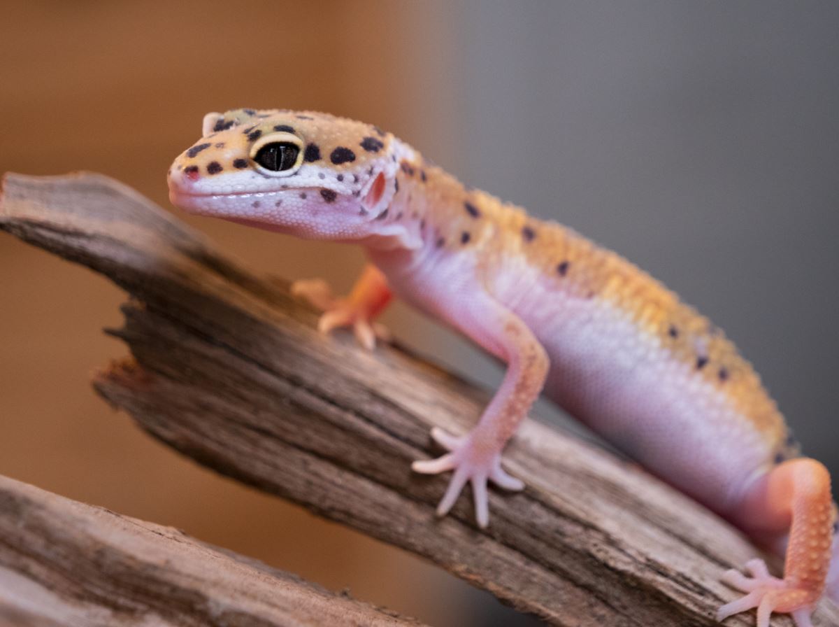 Reptiles for Sale Emerald Scales