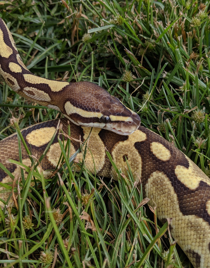 Lesser Adult Male Ball Python Emerald Scales