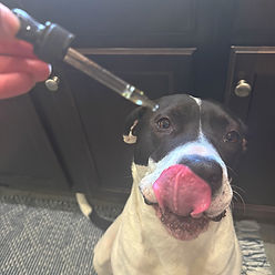 Bullet eating Caine's Elixir CBD for pets made by Carolina Cannabis Creations