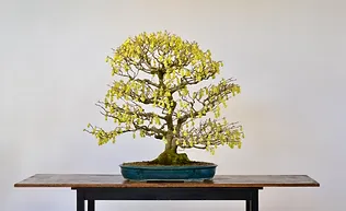 Trees Deciduous Bonsai Rakuyō