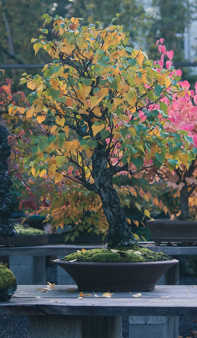 ficus ginseng bonsai formen Ficus Microcarpa Ginseng (Bonsai Baum) ↑ 50 cm – urbanjngl.com
