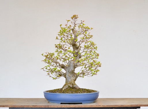 Kousa Dogwood