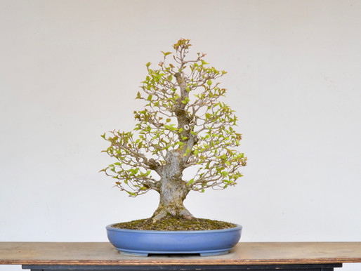 Kousa Dogwood
