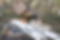 K-SAEGEBLATT-I001.gif