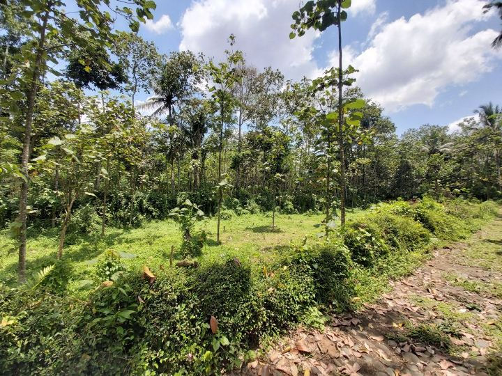 Thumbnail: Tanah Kebun yang Luas Dekat Jalan Poros Malang - Kepanjen